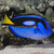 :iconthemarinebiologist12: