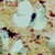 :iconthemellene: