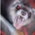 :iconthemern: