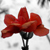 :iconthemissingchapter: