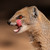 :iconthemongoose28c: