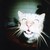 :iconthemorninglights: