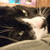 :iconthemoroccancat: