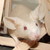 :iconthemouseking: