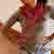 :iconthemuffinlover: