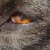 :iconthemysteriousshadow: