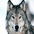 :iconthenightofthewolf: