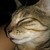 :iconthenovicenurse: