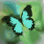 :icontheonlybutterfly: