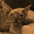 :icontheonlygaija: