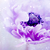 :icontheonlypoeticdream: