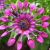 :iconTheOrchid: