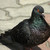 :icontheotherblackpigeon: