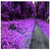 :icontheovalportrait: