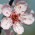 :iconthepardalote:
