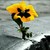 :iconthepinkfreak1: