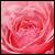 :iconthepinkrose: