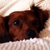 :iconthepipedream: