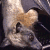 :iconthepixiethief: