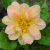 :icontheporcelaindahlia: