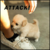 :iconthepredatorr: