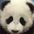 :iconthequietpanda:
