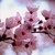 :icontherachel10: