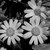 :icontherainandthunder:
