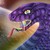 :icontherainbowserpent: