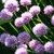 :iconthere-is-one-future: