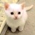 :icontherealkknj: