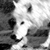 :icontherealnaveed: