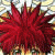 :icontheredheadclub: