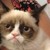 :icontheresacatindertree: