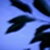 :iconthermum-the-wicked:
