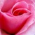 :icontheroaringmouse: