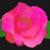 :icontherosesisters: