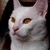 :iconthescottishplaid: