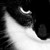 :icontheseacat:
