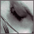 :icontheshaman21:
