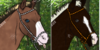:icontheshrubgardenstable: