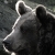 :iconthesittingbear:
