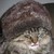 :iconthesovjetcat: