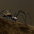 :iconthespider56: