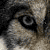 :iconthespiritinthewolf: