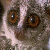 :iconthesporkofdoom: