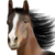 :iconthestable: