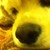 :iconthesweetroseajm: