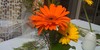 group avatar