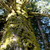 :iconthetreebender: